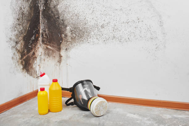 Best Emergency Mold Removal  in Elizabeth, NJ
