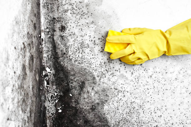 Best Office Mold Removal Services  in Elizabeth, NJ