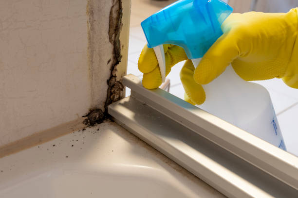 Best Affordable Mold Removal  in Elizabeth, NJ