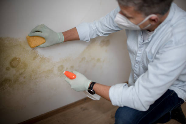 Best Attic Mold Removal  in Elizabeth, NJ