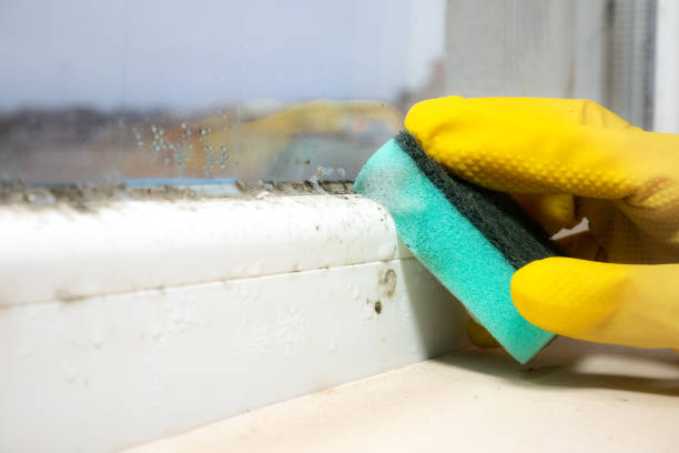 Mold Removal and Inspection in Elizabeth, NJ