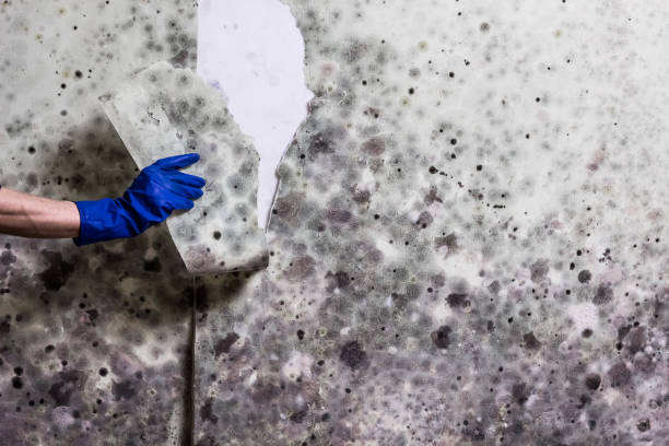 Best Mold Testing  in Elizabeth, NJ