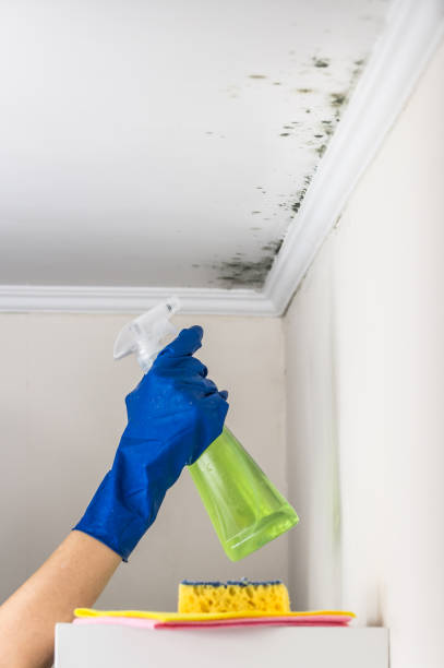 Best Mold Removal Specialists  in Elizabeth, NJ
