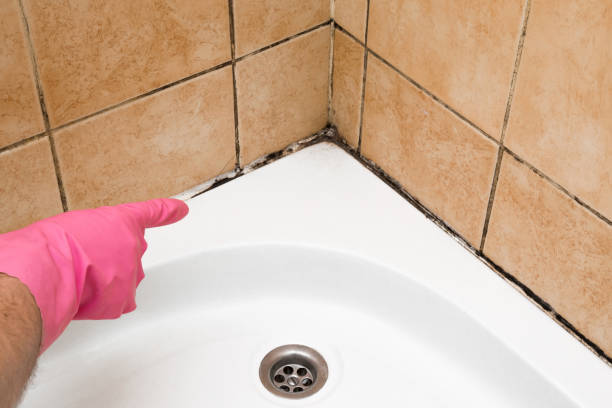 Best Mold Remediation Experts  in Elizabeth, NJ